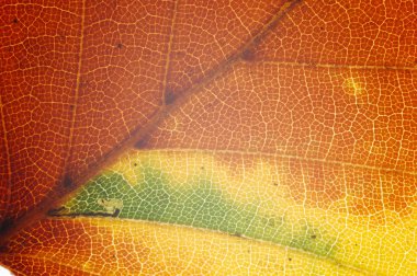 Bright leaf closeup view clipart