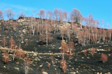 Orman manzara yandı