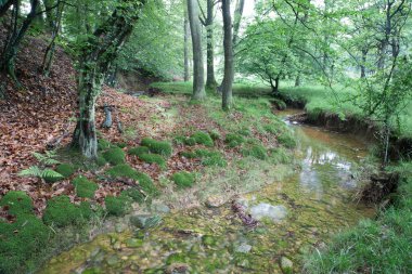 Ormanda görünümü akışında