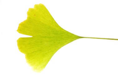Gingko yaprağı görünümü