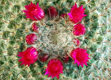 kaktüs çiçek Mammillaria haageana