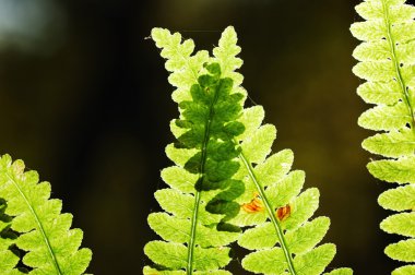 parlak yeşil eğreltiotu yaprakları