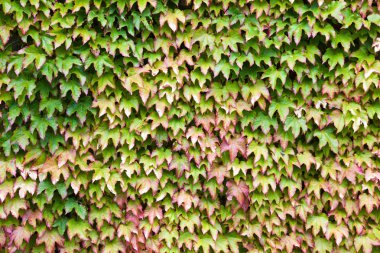 Yeşil ve kırmızı sarmaşık kaplı duvar