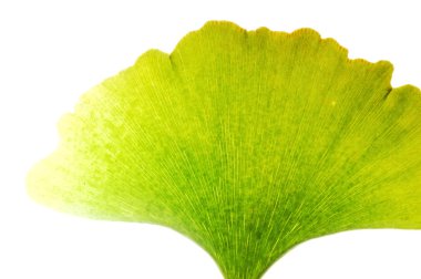 Gingko yaprağı görünümü
