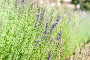 Menekşe çiçek görünümü kapatın