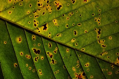 tatlı kestane yaprakları