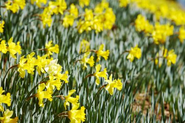 Sarı nergis açık havada