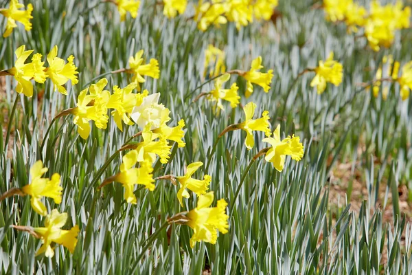 Jonquilles jaunes à l'extérieur — Photo