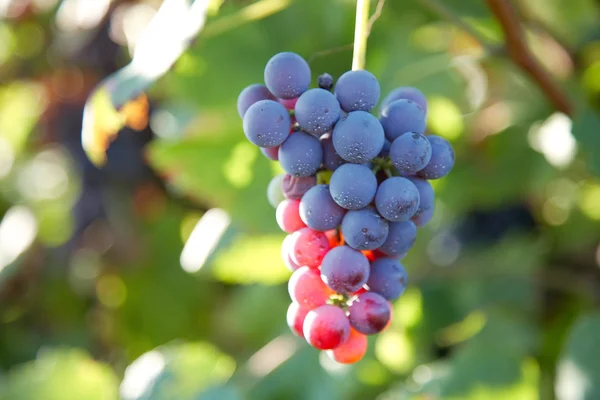 Red wine grapes — Stock Photo, Image