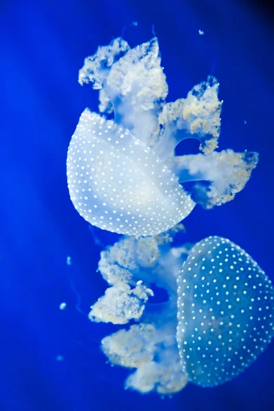Медуза. Филлориза пунктата — стоковое фото