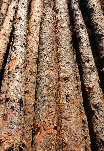 Tronchi di palo di legno — Foto Stock