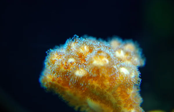 Hermoso arrecife de coral — Foto de Stock