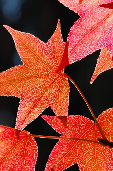 Feuilles d'érable rouge — Photo