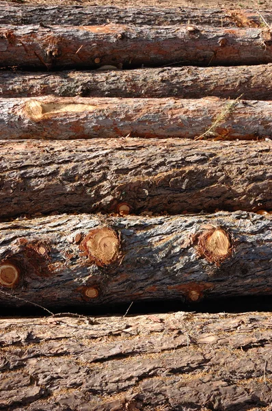 Hout stapel trunks — Stockfoto