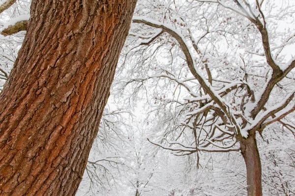 Detalhe de um carvalho em uma floresta nevada . — Fotografia de Stock