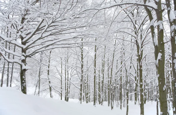 Blick auf verschneite Wälder — Stockfoto