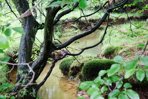 Stream i vyn woods — Stockfoto