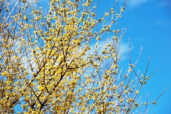 Cereza floreciente en primavera —  Fotos de Stock