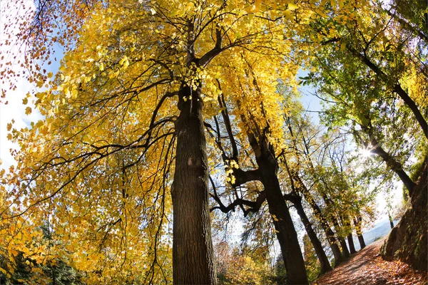 Vista del bosque en otoño — Foto de Stock