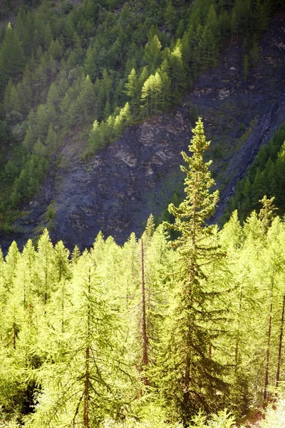 Bosques de Larches em verão — Fotografia de Stock
