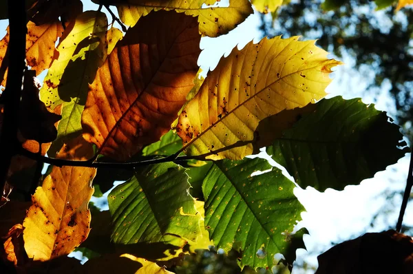 Feuilles de châtaignier fermer — Photo