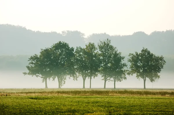 Erken sabaha sis ağaçlarda — Stok fotoğraf