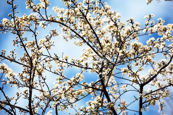 Cereja florescente na primavera — Fotografia de Stock