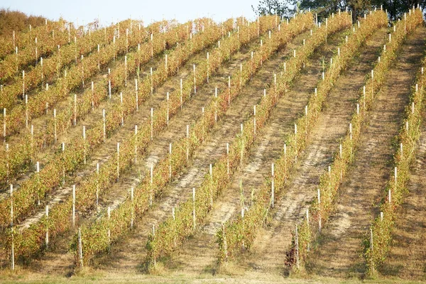 Vineyard landscape in summertime — Stock Photo, Image