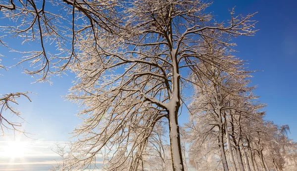Vista paisagem inverno — Fotografia de Stock