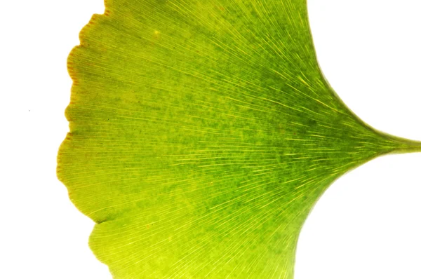 Gingko yaprağı görünümü — Stok fotoğraf