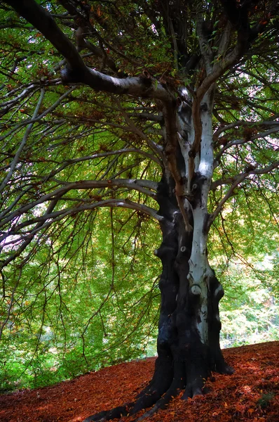 Gran árbol de haya viejo — Foto de Stock