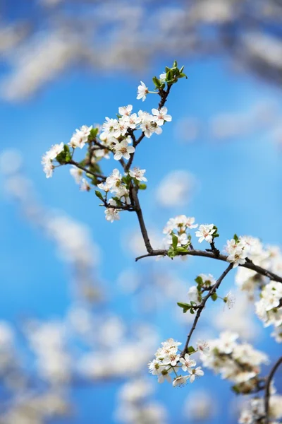 Bahar çiçek açan kiraz — Stok fotoğraf