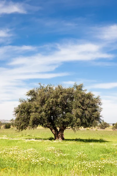 Аргановое дерево в зеленом поле — стоковое фото