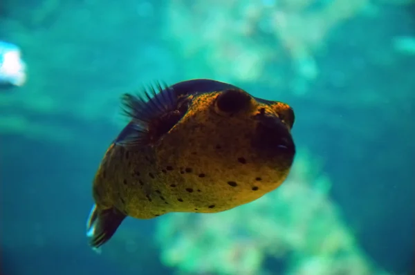 Zamaskowany Puffer w wodzie — Zdjęcie stockowe