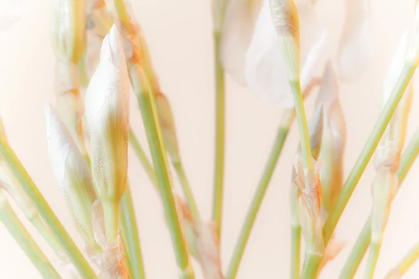 Kwiaty białe irys — Zdjęcie stockowe
