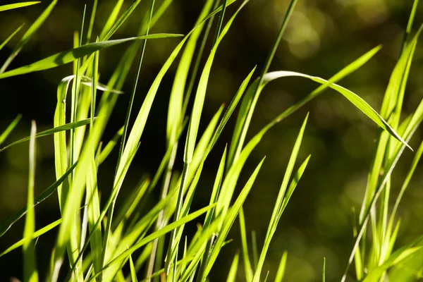 Весна трава Закри — стокове фото