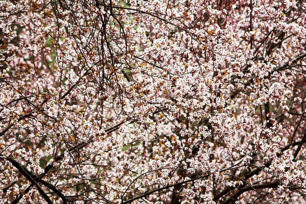 Bahar çiçek açan kiraz — Stok fotoğraf