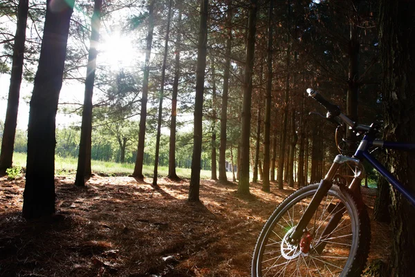 Горный велосипедист в лесу — стоковое фото