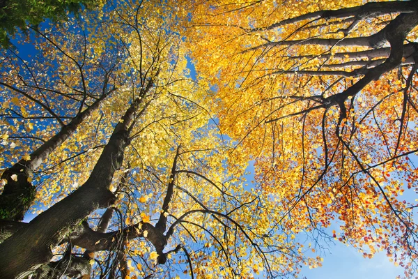 Vue sur la forêt en automne — Photo