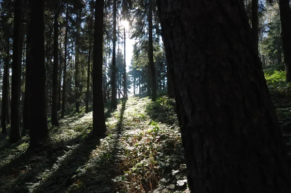 Höstens skogsutsikt — Stockfoto