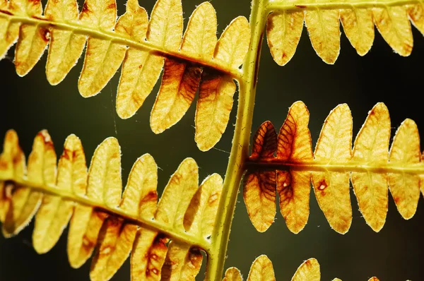 Kuru eğreltiotu yaprakları — Stok fotoğraf