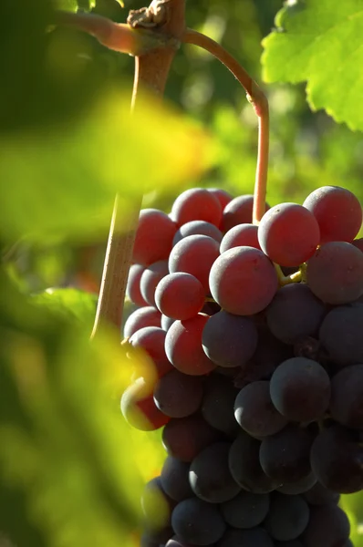 Red grapes waiting for the harvest — Stock Photo, Image