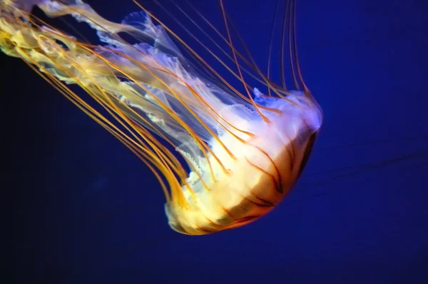 Méduses en eau bleu profond — Photo