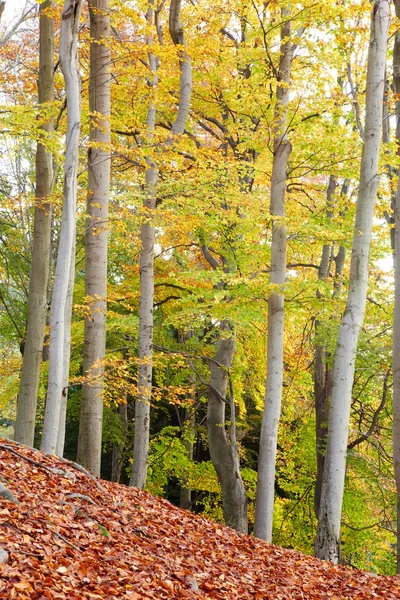 Autunno alberi vista — Foto Stock