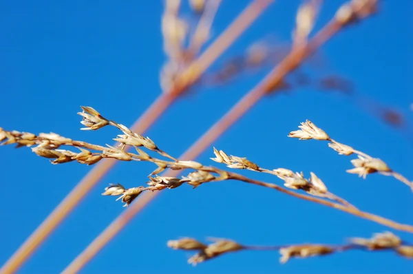 Dry grass against blue sky — Stock Photo, Image