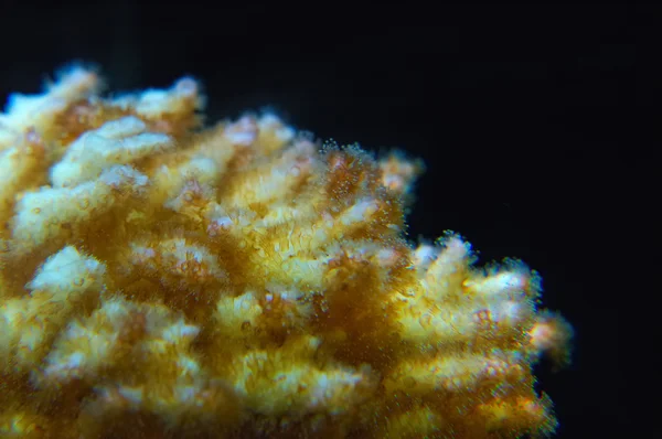 Hermoso arrecife de coral — Foto de Stock