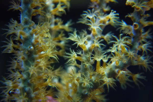 Красивый коралловый риф — стоковое фото