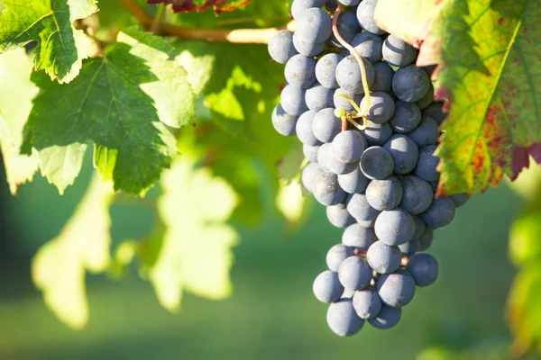 Vörös bor, szőlő — Stock Fotó