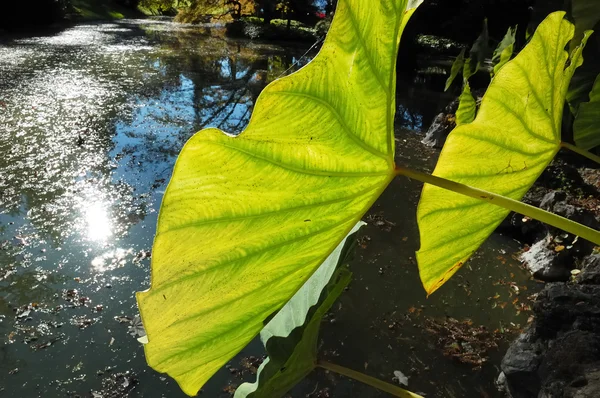 Листья Арума в саду — стоковое фото