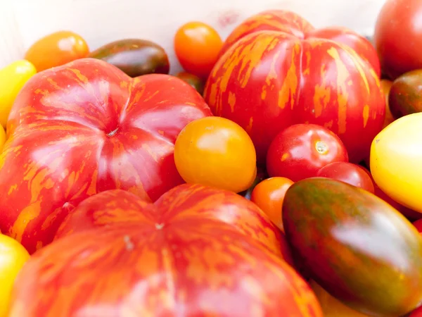 Cultivares de tomate-relíquia — Fotografia de Stock